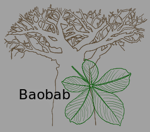 Drawing of baobab tree and leaf