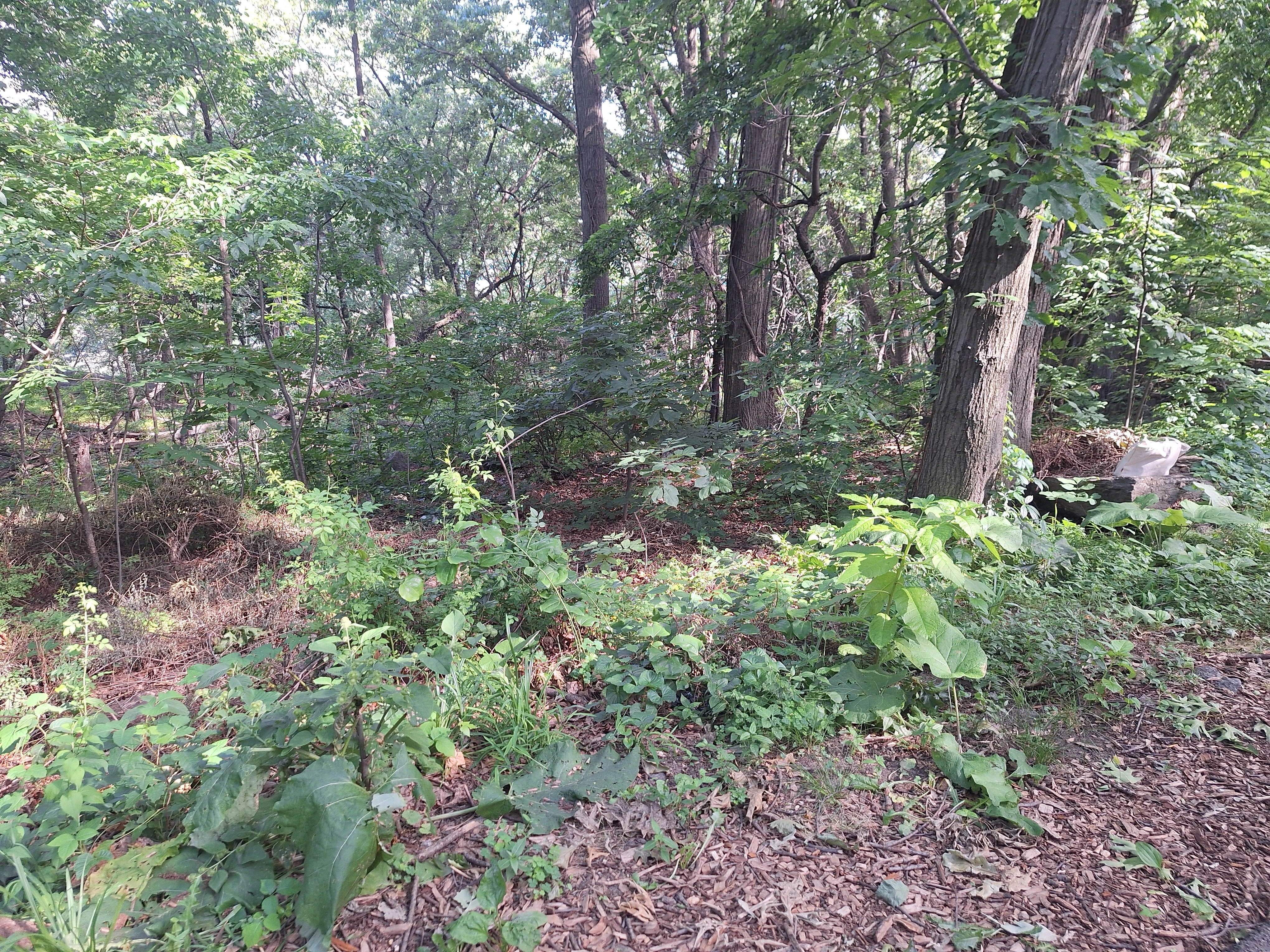 Variety of plant species and a pile of dead rose bush cuttings next to a trail