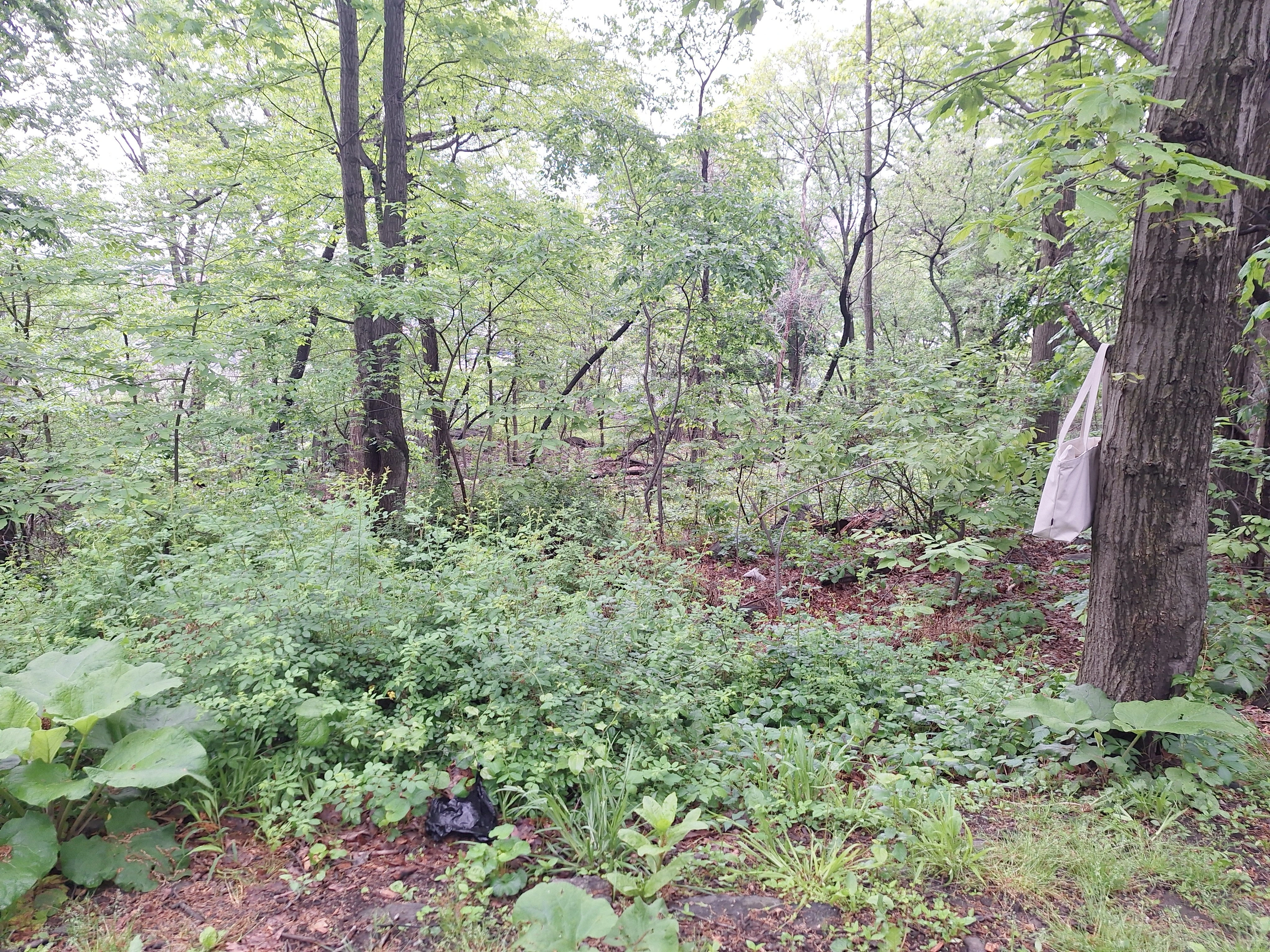 Large patch of multiflora rose bushes next to a trail