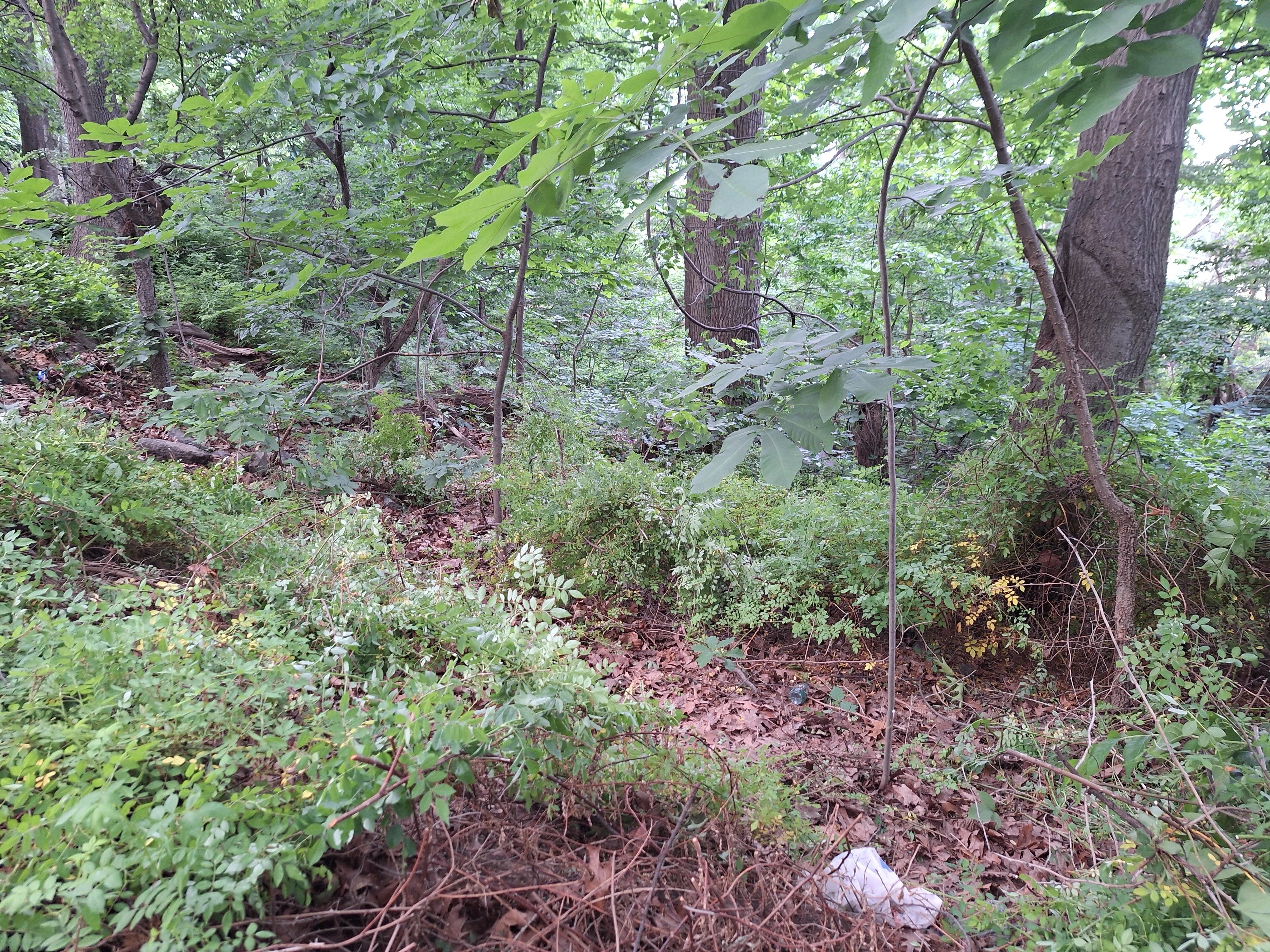 Three young saplings and a ting white oak seedling with vines cut back from around them.
